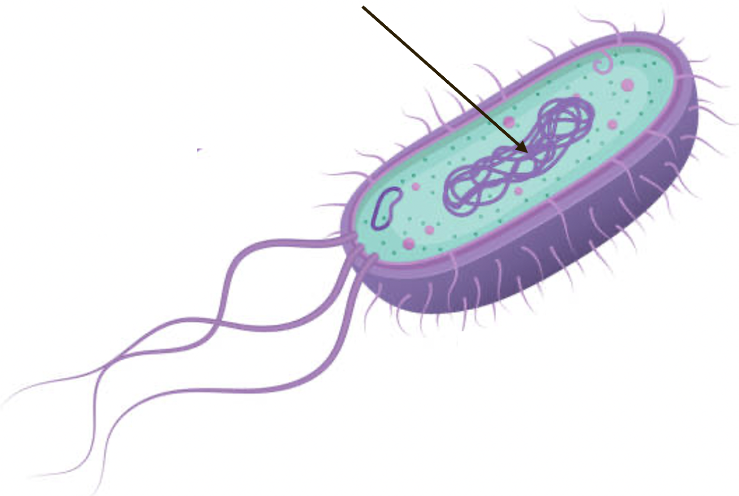 E. coli olm